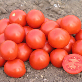 Насіння томату детермінантного Дональд F1 Nunhems від 100 шт, Фасовка: Проф упаковка 1 000 шт | Agriks