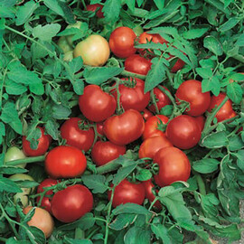 Насіння томату детермінантного Джокер F1 Hazera 1 000 шт | Agriks