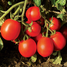 Насіння томату детермінантного Форсаж F1 Clause від 1 000 шт, Фасовка: Проф упаковка 1 000 шт | Agriks