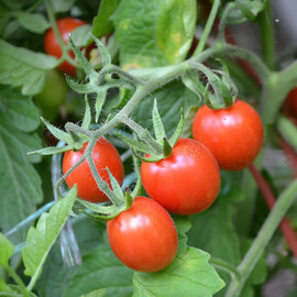 Насіння томату детермінантного Френзі F1 Spark Seeds від 1 000 шт, Фасовка: Проф упаковка 1 000 шт | Agriks