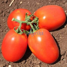 Насіння томату детермінантного Галілея F1 Hazera від 10 шт, Фасовка: Проф упаковка 1 000 шт | Agriks