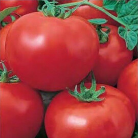Насіння томату детермінантного Муза F1 Nasko від 250 шт, Фасовка: Проф упаковка 500 шт | Agriks