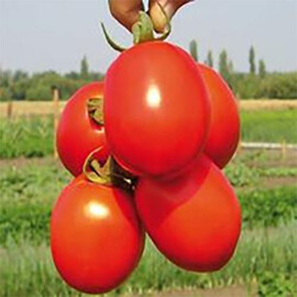 Насіння томату детермінантного Надєжда Nasko від 1 000 шт, Фасовка: Проф упаковка 1 000 шт | Agriks