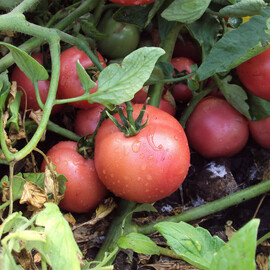 Насіння томату детермінантного Пінк Світнес F1 Lark Seeds 500 шт, Фасовка: Проф упаковка 500 шт | Agriks