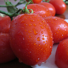 Насіння томату детермінантного Санні F1 Spark Seeds 5 000 шт, Фасовка: Проф упаковка 5 000 шт | Agriks