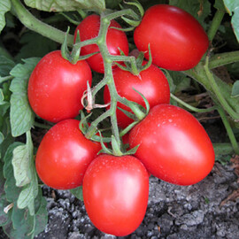Насіння томату детермінантного Шкіпер F1 Lark Seeds від 1 000 шт, Фасовка: Проф упаковка 1 000 шт | Agriks
