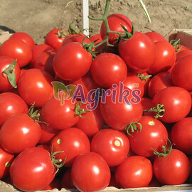 Насіння томату детермінантного Солероссо F1 Nunhems від 20 шт (Agriks), Фасовка: Проф упаковка 1 000 шт | Agriks