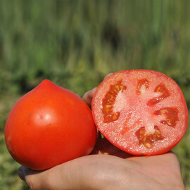 Насіння томату детермінантного Каста (Супернова) F1 Clause від 10 шт, Фасовка: Проф упаковка 1 000 шт | Agriks