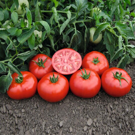 Насіння томату детермінантного Томск F1 Bejo 1 000 шт, Фасовка: Проф упаковка 1 000 шт | Agriks