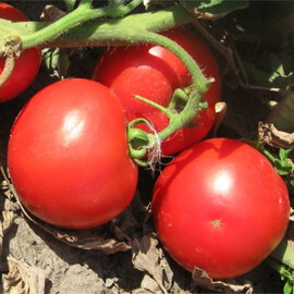 Насіння томату детермінантного Волна F1 Hazera 1 000 шт, Фасовка: Проф упаковка 1 000 шт | Agriks