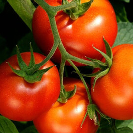 Насіння томату детермінантного Яна Nasko від 1 000 шт, Фасовка: Проф упаковка 1 000 шт | Agriks