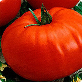 Насіння томату Жаворонок F1 Nasko від 250 шт, Фасовка: Проф упаковка 250 шт | Agriks