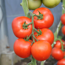 Насіння томату індетермінантного Абелюс F1 Rijk Zwaan від 10 шт, Фасовка: Проф упаковка 100 шт | Agriks