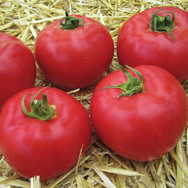Насіння томату індетермінантного Афен F1 Clause від 250 шт, Фасовка: Проф упаковка 250 шт | Agriks