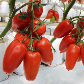Семена томата индетерминантного Айдар F1 Clause от 250 шт, Фасовка: Проф упаковка 250 шт | Agriks