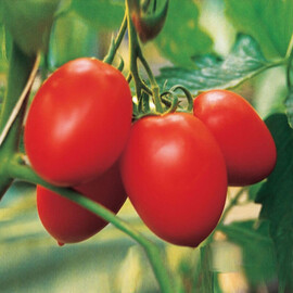 Насіння томату індетермінантного Колібрі F1 Clause від 10 шт, Фасовка: Проф упаковка 250 шт | Agriks