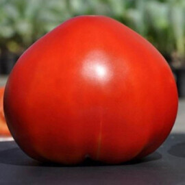 Насіння томату індетермінантного Сарра F1 Clause 250 шт, Фасовка: Проф упаковка 250 шт | Agriks