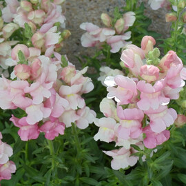Насіння антіррінума на зріз Адмірал F1 pink bicolor Sakata 100 шт, Різновиди: Pink Bicolor, Фасовка: Проф упаковка 100 шт | Agriks