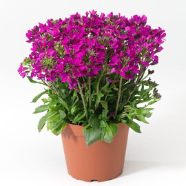 Насіння арабіса Роуз Делайт deep rose Syngenta Flowers 100 шт | Agriks