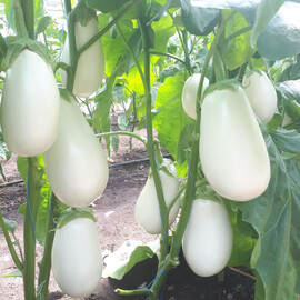 Албана F1 (CRX 50187) (тип Бібо) Cora Seeds насіння баклажана, Фасовка: Міні упаковка 10 шт | Agriks