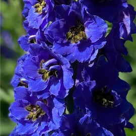Насіння дельфініума Дельфіна dark blue black bee Syngenta Flowers 100 шт, Різновиди: dark blue black bee, Фасовка: Проф упаковка 100 шт | Agriks