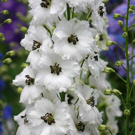 Семена дельфиниума Дельфина white black bee Syngenta Flowers 100 шт, Разновидности: white black bee, Фасовка: Проф упаковка 100 шт | Agriks