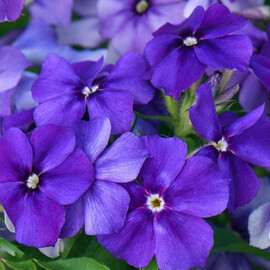Семена флокса Бьюти blue W.Legutko 5 г, Разновидности: Blue, Фасовка: Проф упаковка 5 г | Agriks
