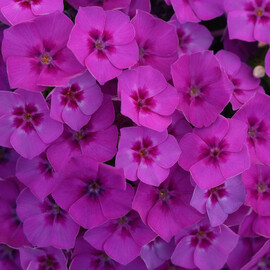 Семена флокса Бьюти violet W.Legutko 5 г, Разновидности: Violet, Фасовка: Проф упаковка 5 г | Agriks
