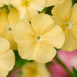 Семена флокса Бьюти yellow W.Legutko 5 г, Разновидности: Yellow, Фасовка: Проф упаковка 5 г | Agriks