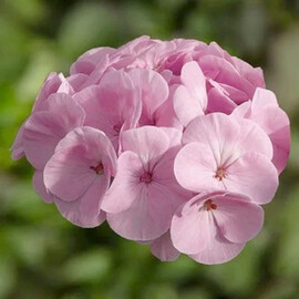 Семена пеларгонии Буллз Ай F1 light pink Syngenta Flowers 50 шт, Разновидности: Rose Light, Фасовка: Проф упаковка 50 шт | Agriks