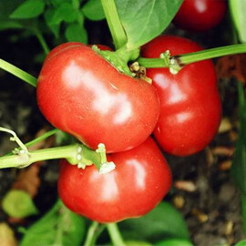Колобок Ніцсса насіння перцю, Фасовка: Проф упаковка 20 г | Agriks
