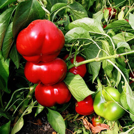 Рубіновий Ніцсса насіння перцю, Фасовка: Проф упаковка 10 г | Agriks