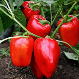 Вікторія Ніцсса насіння перцю, Фасовка: Проф упаковка 10 г | Agriks
