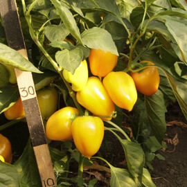 Золотая Ласточка Ницсса семена перца, Фасовка: Проф упаковка 5 г | Agriks