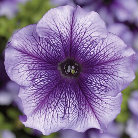 Семена петунии грандифлора Тритуния F1 blue veined Syngenta Flowers 500 шт драже, Разновидности: Blue Veined, Фасовка: Проф упаковка 500 шт драже | Agriks
