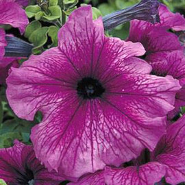Насіння петунії грандіфлора Трітунія F1 plum Syngenta Flowers від 500 шт драже, Різновиди: Plum, Фасовка: Проф упаковка 500 шт драже | Agriks