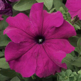 Семена петунии грандифлора Тритуния F1 purple Syngenta Flowers 1 000 шт драже, Разновидности: Purple, Фасовка: Проф упаковка 1 000 шт драже | Agriks