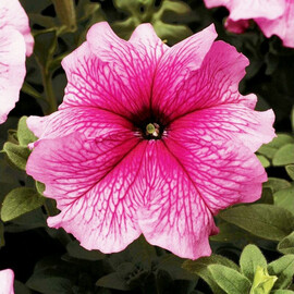 Семена петунии грандифлора Тритуния F1 rose veined Syngenta Flowers 500 шт драже, Разновидности: Rose Veined, Фасовка: Проф упаковка 500 шт драже | Agriks