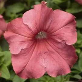 Семена петунии грандифлора Тритуния F1 salmon Syngenta Flowers 500 шт драже, Разновидности: Salmon, Фасовка: Проф упаковка 500 шт драже | Agriks