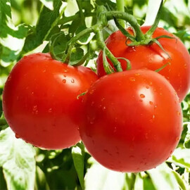 Санька Ницсса семена томата детерминантного, Фасовка: Проф упаковка 1 г | Agriks