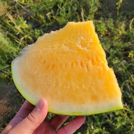 Оранж Лакшери F1 Lark Seeds семена арбуза, Фасовка: Мини упаковка 5 шт | Agriks