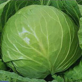Экспресс Hortus семена капусты б/к , Фасовка: Мини упаковка 10 г | Agriks