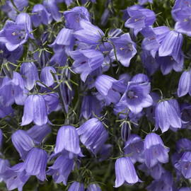 Семена колокольчика Свингинг Беллс синий Syngenta Flowers от 100 шт, Разновидности: Синий, Фасовка: Проф упаковка 100 шт | Agriks
