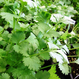 Сноуболт Moravoseed насіння коріандру (кінзи), Фасовка: Проф упаковка 50 г | Agriks