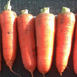 Насіння моркви Курода Пауер Sakata від 100 г, Фасовка: Проф упаковка 100 г | Agriks
