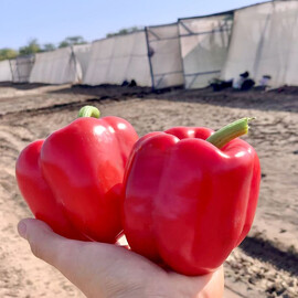 Семена перца Амарок F1 (HMC 57673 F1) Clause 1 000 шт, Фасовка: Проф упаковка 1 000 шт | Agriks