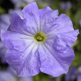 Семена петунии грандифлора Тритуния F1 sky blue Syngenta Flowers от 500 шт драже, Разновидности: Sky Blue, Фасовка: Проф упаковка 500 шт драже | Agriks