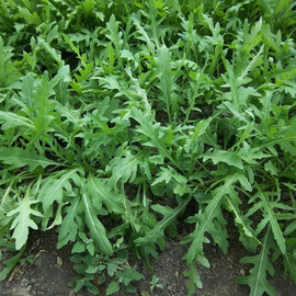 Семена рукколы Рокет салат Moravoseed от 10 г, Фасовка: Мини упаковка 10 г | Agriks