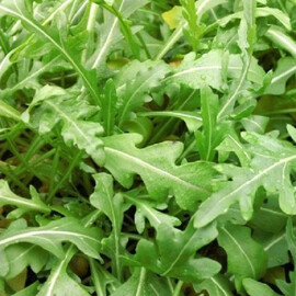Семена рукколы Вайлд Рокет Moravoseed от 10 г, Фасовка: Проф упаковка 10 г | Agriks