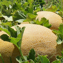 Фландер F1 Syngenta насіння дині, Фасовка: Міні упаковка 10 шт | Agriks